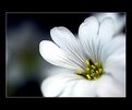 Picture Title - primavera fiore