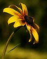 Picture Title - black-eye susan