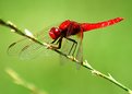 Picture Title - Red Dragonfly