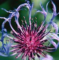 Picture Title - Firework flower