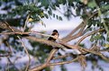 Picture Title - Barn Swallow #3