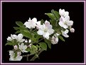 Picture Title - Apple Blossoms