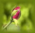 Picture Title - Rose Bud