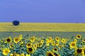 Picture Title - SUNFLOWERS