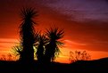 Picture Title - Yucca Sunrise