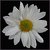 White Flower