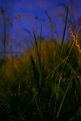 Picture Title - long_grass-night.exposure