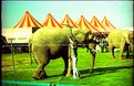 Picture Title - Cleaning the elephant