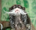 Picture Title - Whiskers