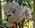 Picture Title - Blooming orchid