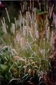Picture Title - Grasses