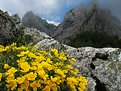 Picture Title - Yellow in Mountains