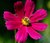 Flower and bee