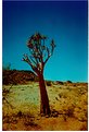 Picture Title - Tree