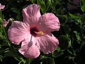 Picture Title - Hibiscus Bloom