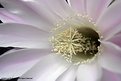 Picture Title - Cactus Flower