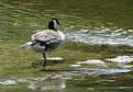 Picture Title - ' one legged goose'