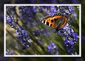 Picture Title - Butterfly on lavender