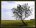 Picture Title - Summertree