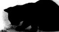 Picture Title - Cat in black