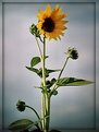 Picture Title - the sunflower and its buds