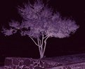Picture Title - spOOky tree