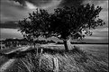 Picture Title - Ein Baum