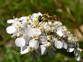 Picture Title - Hoverfly on Achillea 