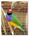 Picture Title - Gouldian Beauty