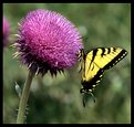 Picture Title - Butterfly on Thistle 1