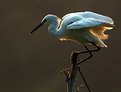 Picture Title - Snowy Egret at Sunrise