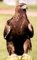 Picture Title - Golden Eagle