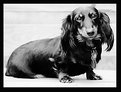 Picture Title - Sister Dachshund