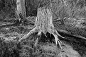 Picture Title - Stump