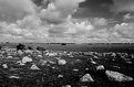 Picture Title - Rocks in a paddock