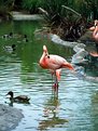 Picture Title - Pink Flamingo