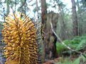 Picture Title - Bottle Brush