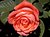Red Rose #2