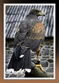 Picture Title - Harris hawk looking grumpy!