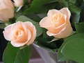 Picture Title - Roses
