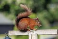 Picture Title - Red Squirrel
