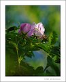 Picture Title - Wild Roses