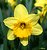 Day Lily
