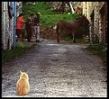 Picture Title - "the curious cat"