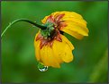 Picture Title - Garden Coreopsis