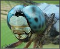 Picture Title - Great Blue Skimmer