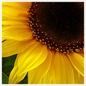 Picture Title - Sunflower II