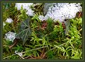 Picture Title - Composition in green, brown and white