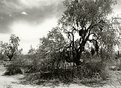 Picture Title - Desert Tree