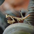 Picture Title - Baby Mantis